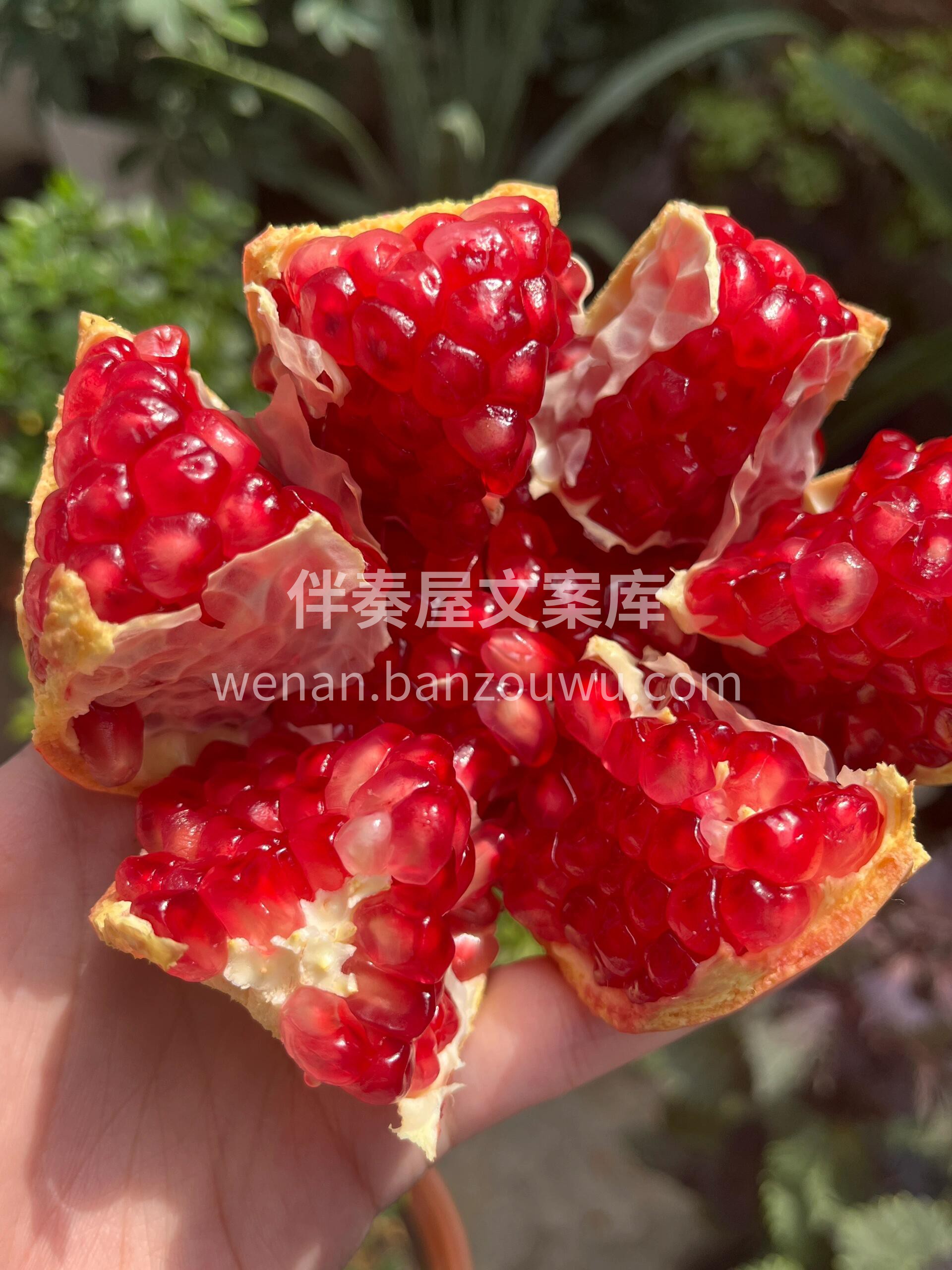 ✨颗颗饱满，红透晶莹，吃一囗就爱上❤️！ 配图3