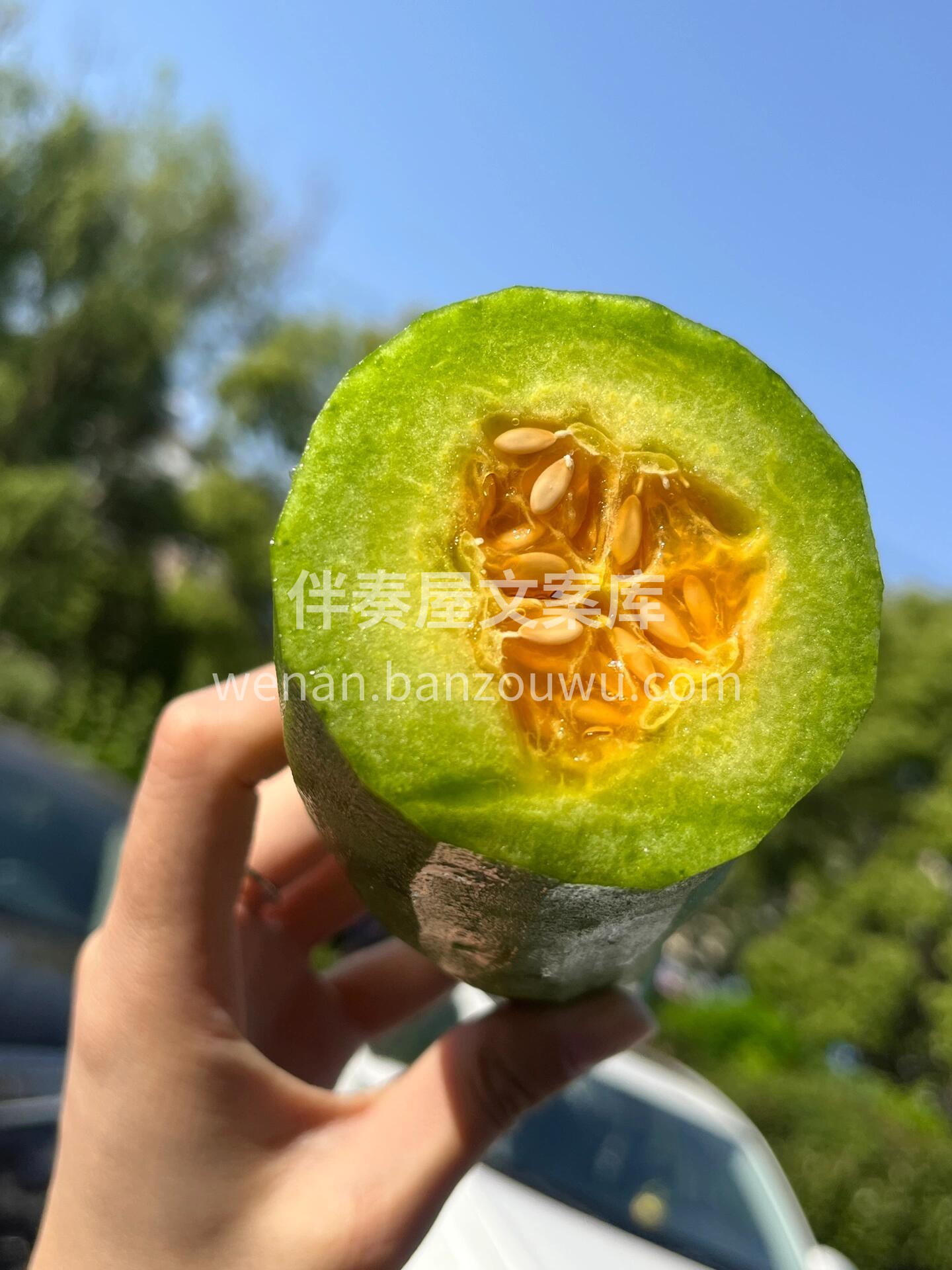 🌿羊角蜜瓜继续补货到‼️ 一根藤上留一个 配图3