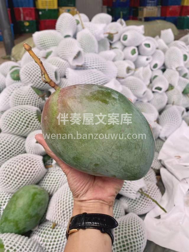 🌱攀枝花凯特芒🥭 个头巨大，一个就能切一 配图2