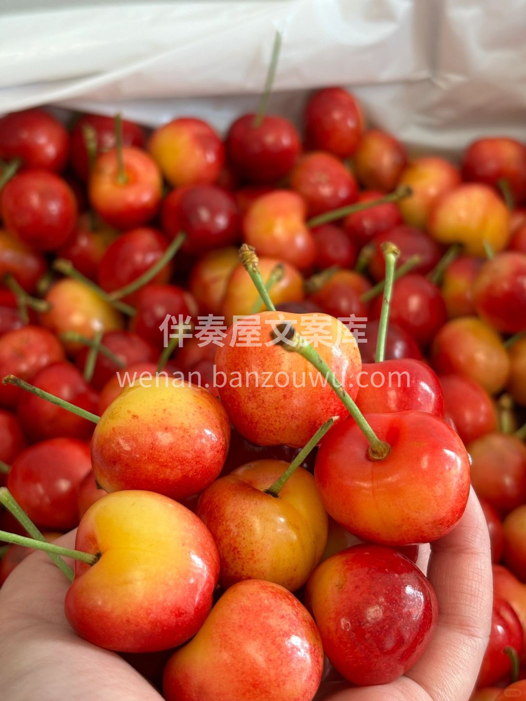 🍒黄水晶樱桃金光闪闪 果肉细腻、甜感清新 配图1