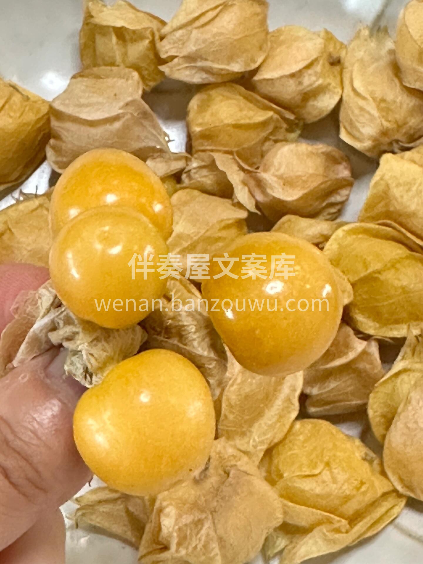 💛💛💛 【菇娘果】 宝宝👶们的最爱，补锌 配图2