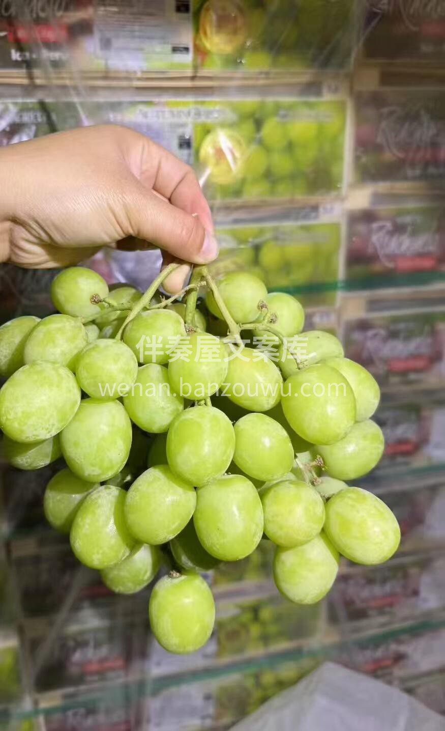 【秋天脆青提·冰糖炸弹】🍇 ✨3J果王级 配图2