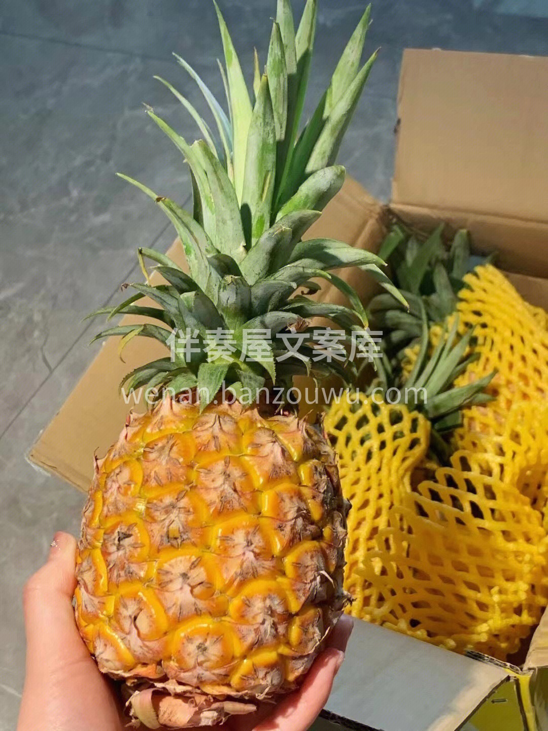 ?海南树熟-金钻凤梨 酸甜适宜，纤维感弱 配图2