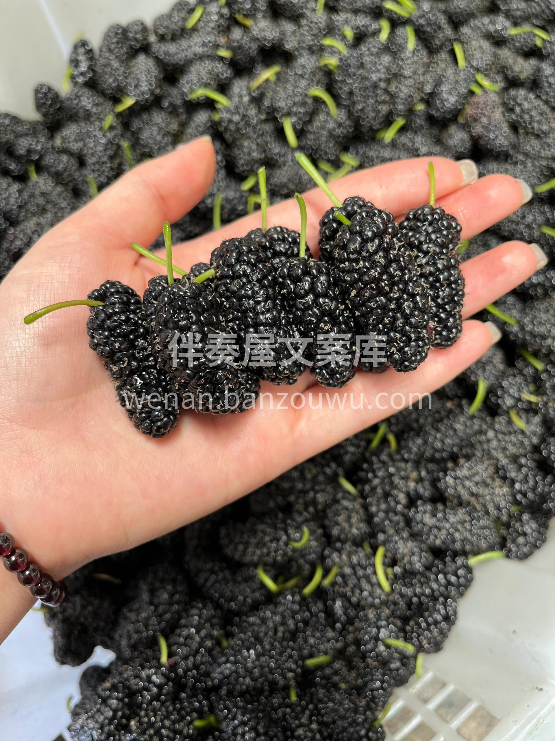 应季👉新鲜桑葚补货到🌿 黑得耀眼，看上去 配图1