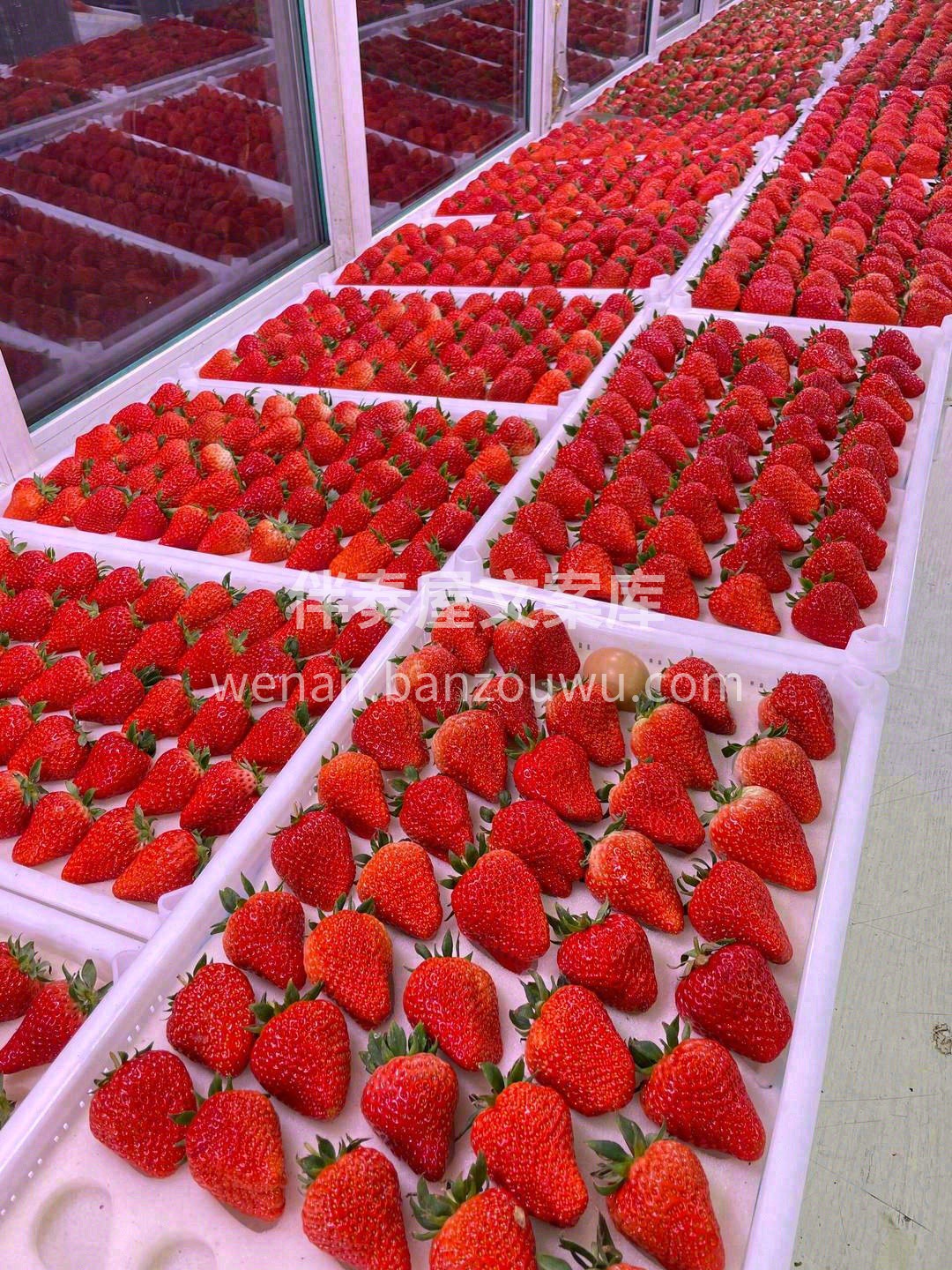 红颜草莓🍓 嘬一口草莓尖，丝丝甜意立马填 配图1