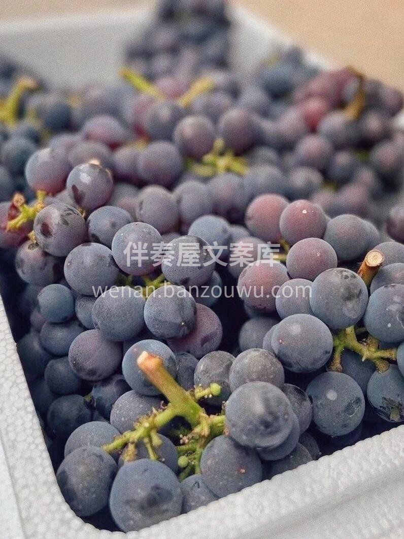 【超级好吃巨峰葡萄🍇】♥️甜蜜推荐👉巨峰 配图3