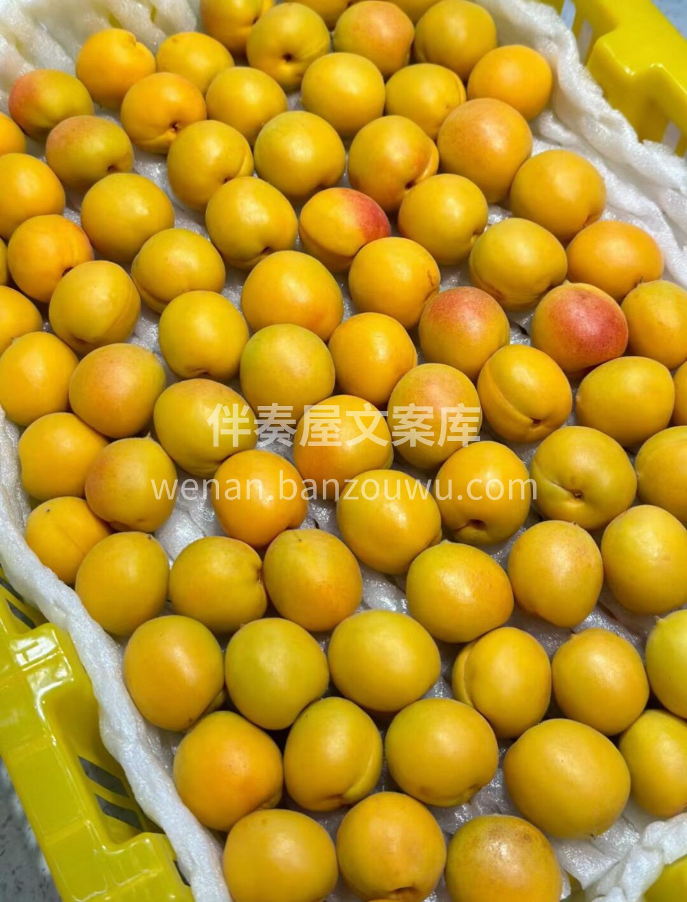 🍃新疆吊干杏💚盛夏，正是吊干杏成熟的季节 配图3