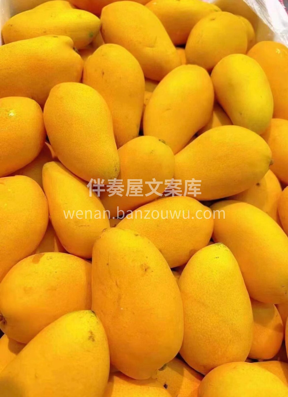 🥭“一个芒果就把我香迷糊了”这就是小台芒 配图3