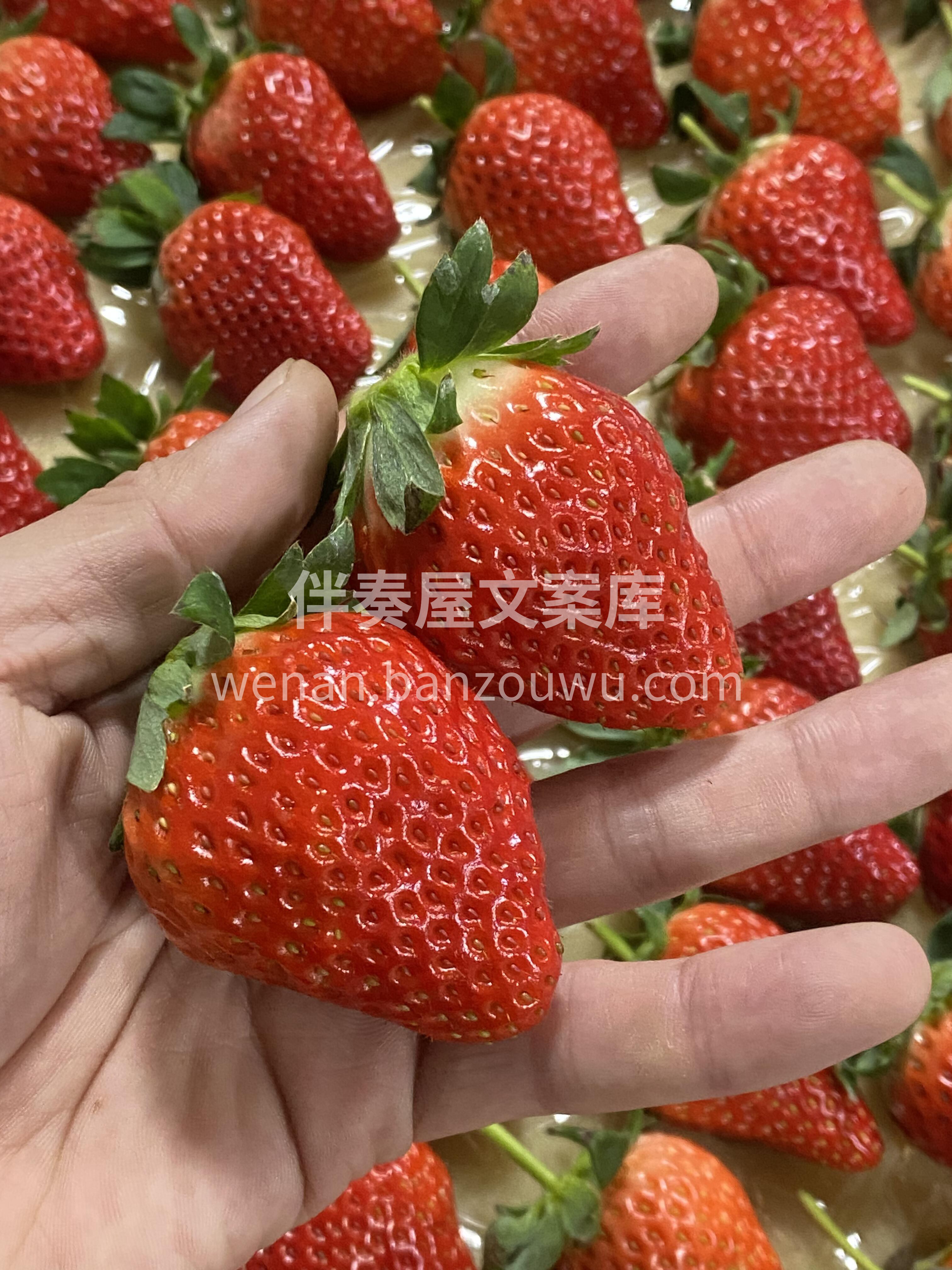 🍓红彤彤的丹东草莓✨ 甜丝丝的香味，凑近 配图3