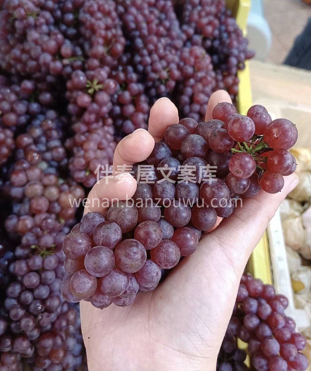 超小的mini葡萄🍇 一串串非常可爱😊  配图2