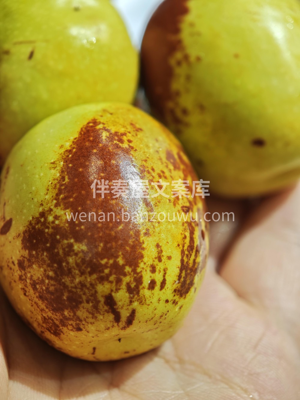 云南冰糖冬枣 最爱之一云南冰糖冬枣🍃咬一 配图1