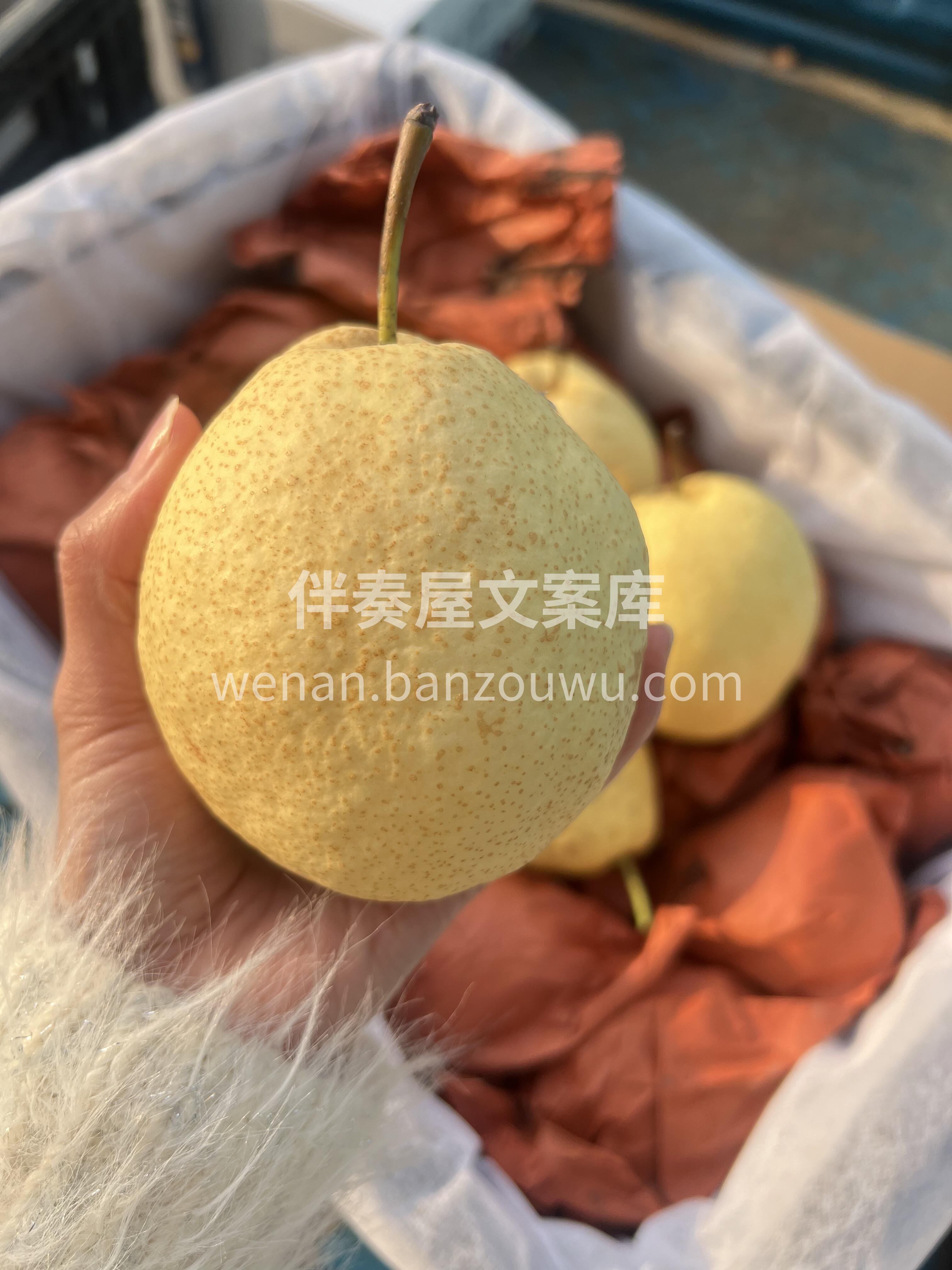 秋川甘玉🐝蜜蜂梨 气候“燥”，一定要尝尝 配图1