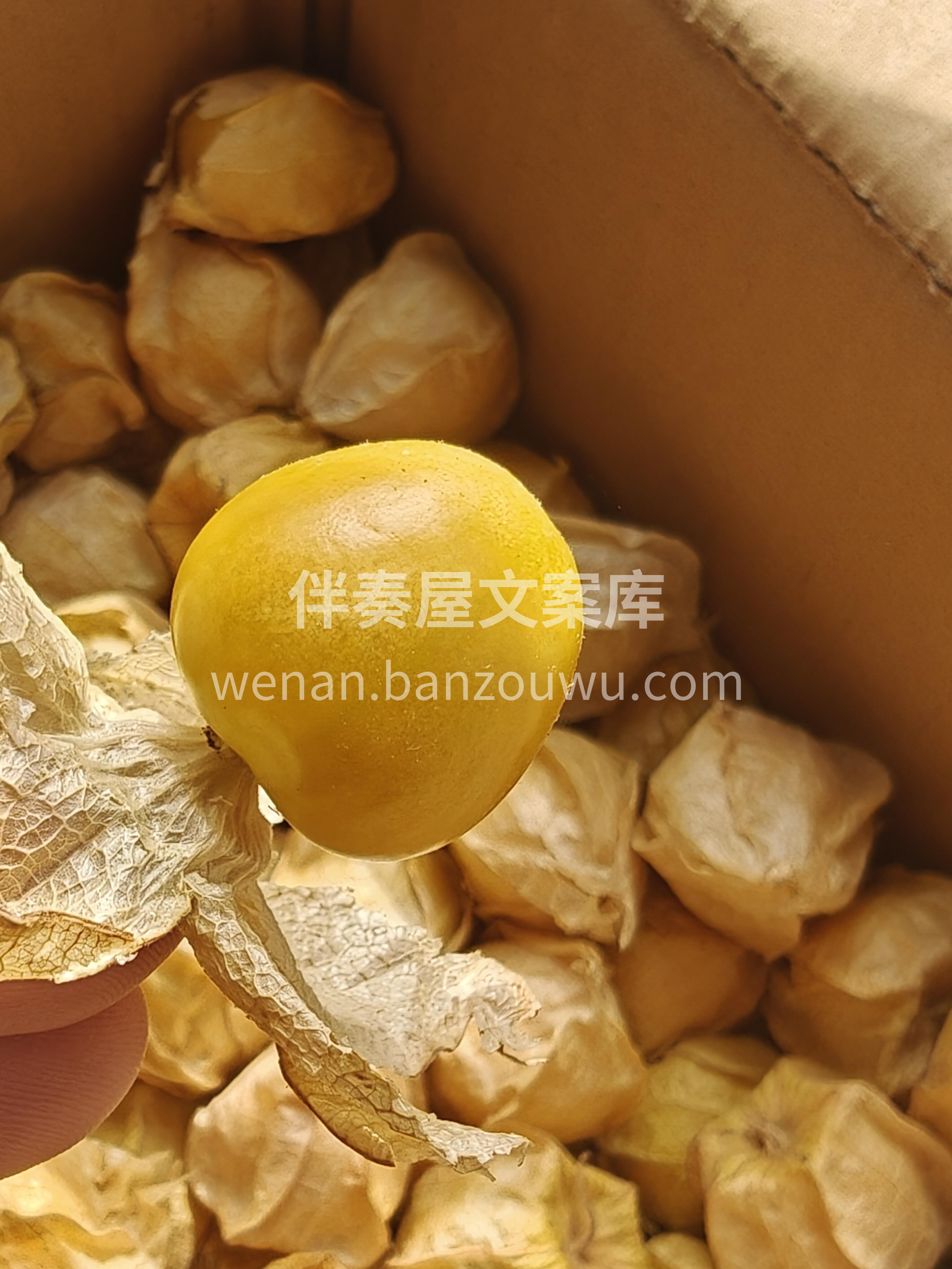 💛神奇的小金豆儿！ 浓浓果香四溢让人垂涎 配图1