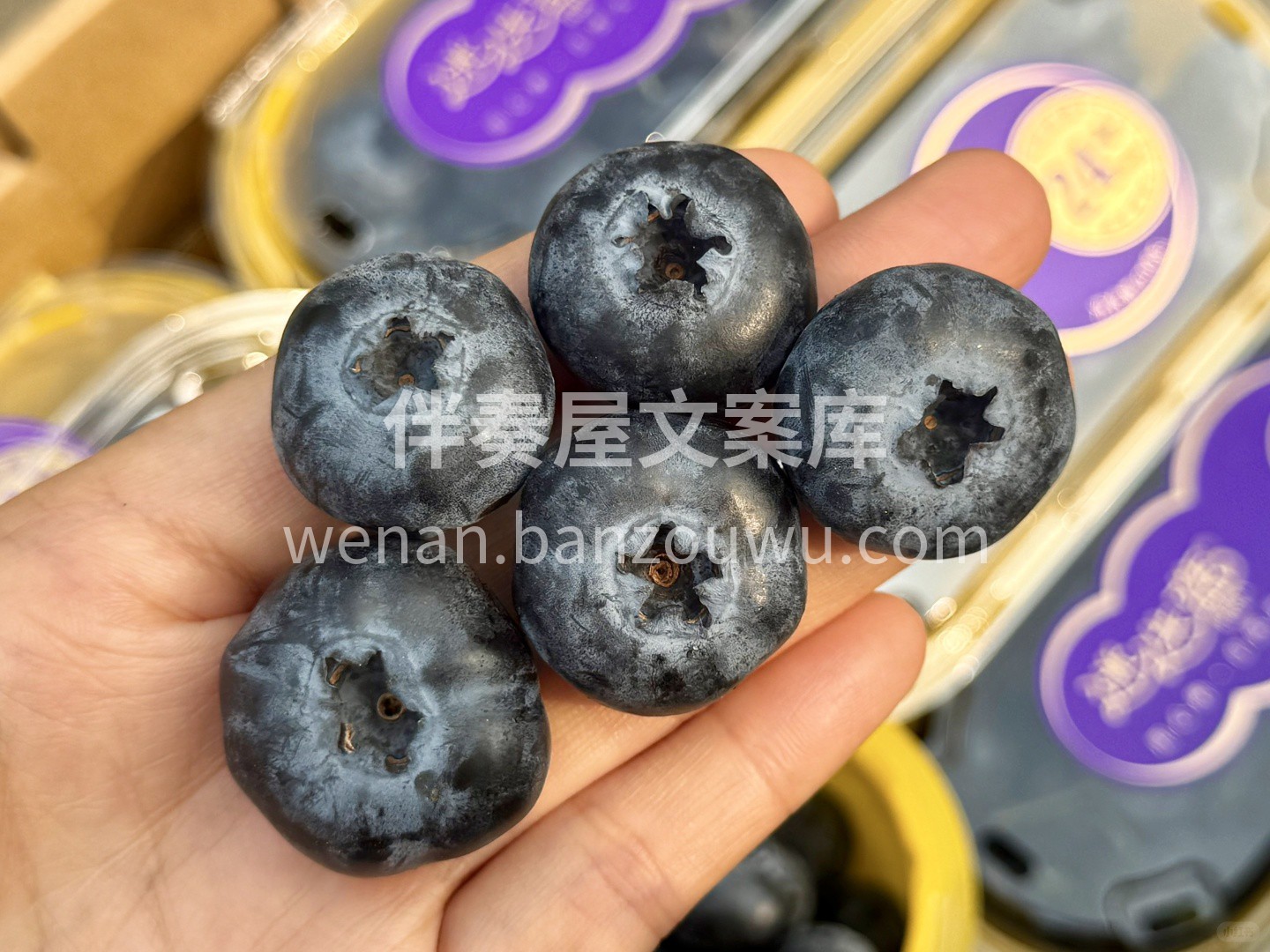 ✨——迷迭蓝！24+超大果 ❤️颗颗饱满 配图2