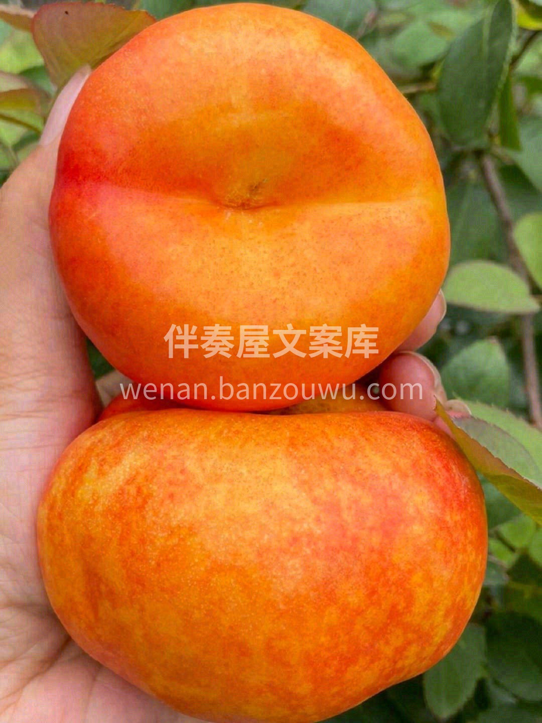 🌟黄金蟠桃有着黄桃罐头般的软嫩口感，并且 配图2
