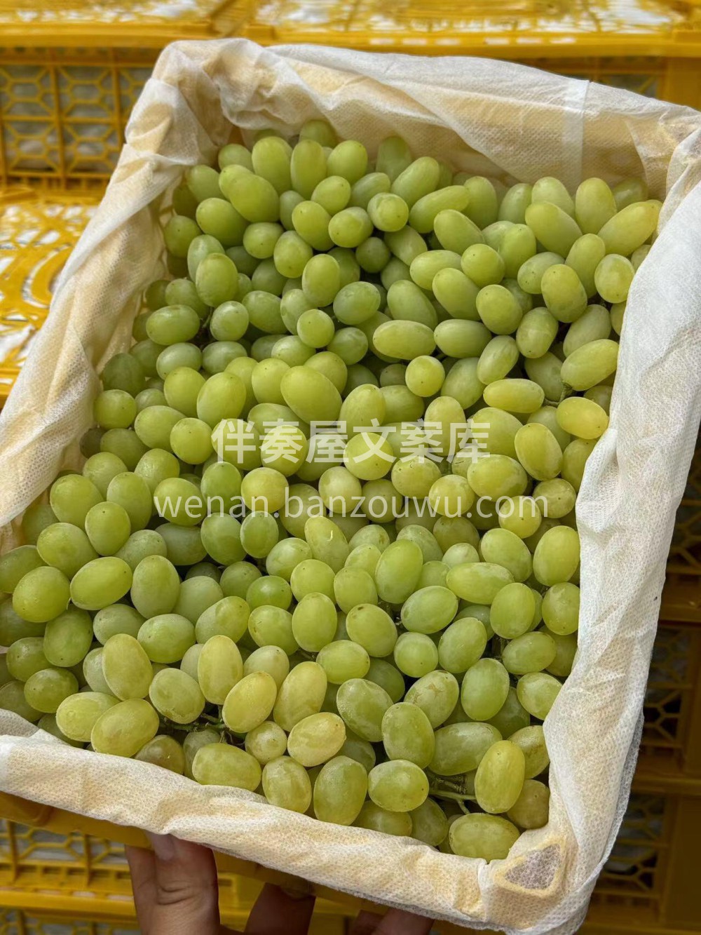 🍇来自新疆的季节特色水果马奶子👍🏻皮薄肉 配图3