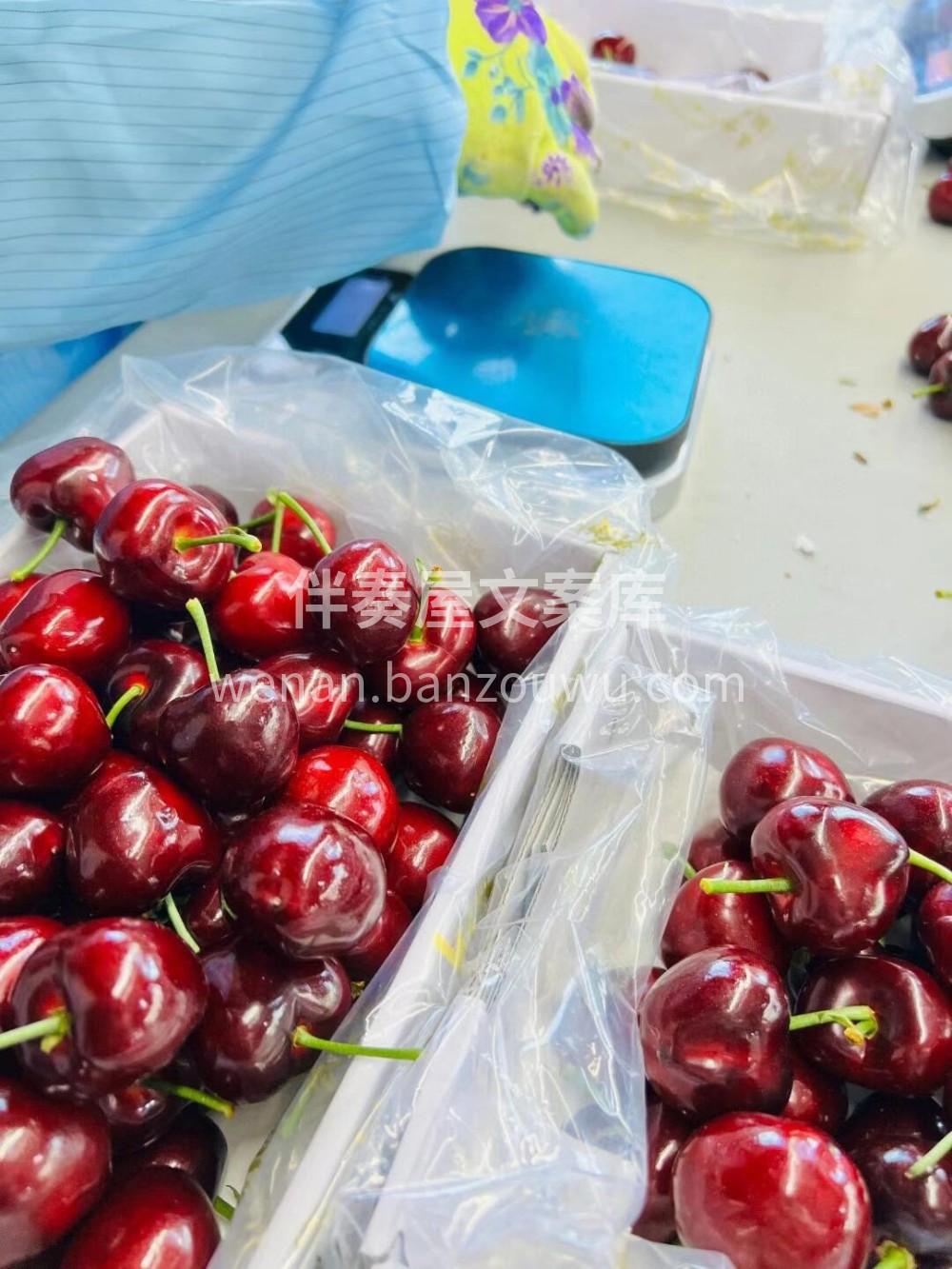 😘今天必须给你们推荐这款大连美早樱桃🍒它 配图3