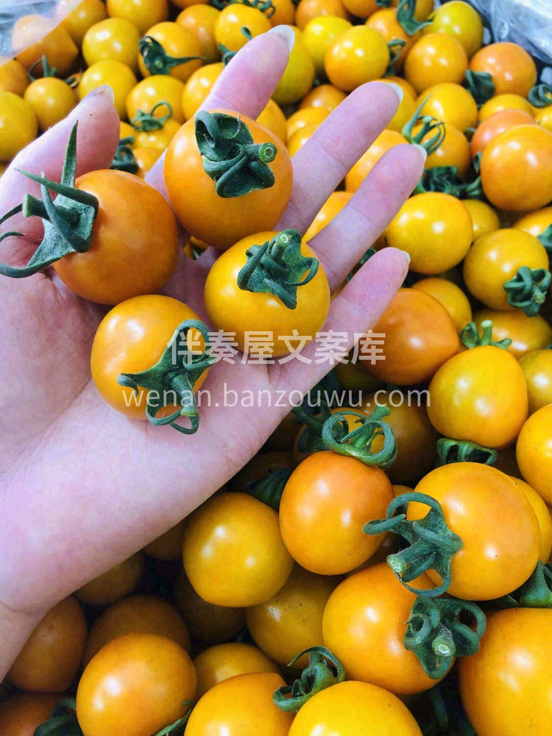今天的好心情从一份可以爆浆的阳光小番茄开 配图3