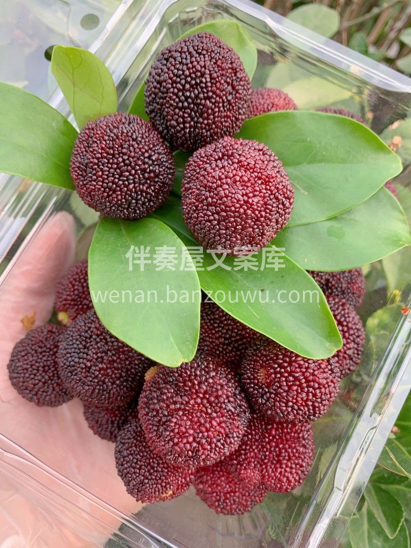 水灵透亮的杨梅，红艳中透出美妙💯💯 一口 配图1