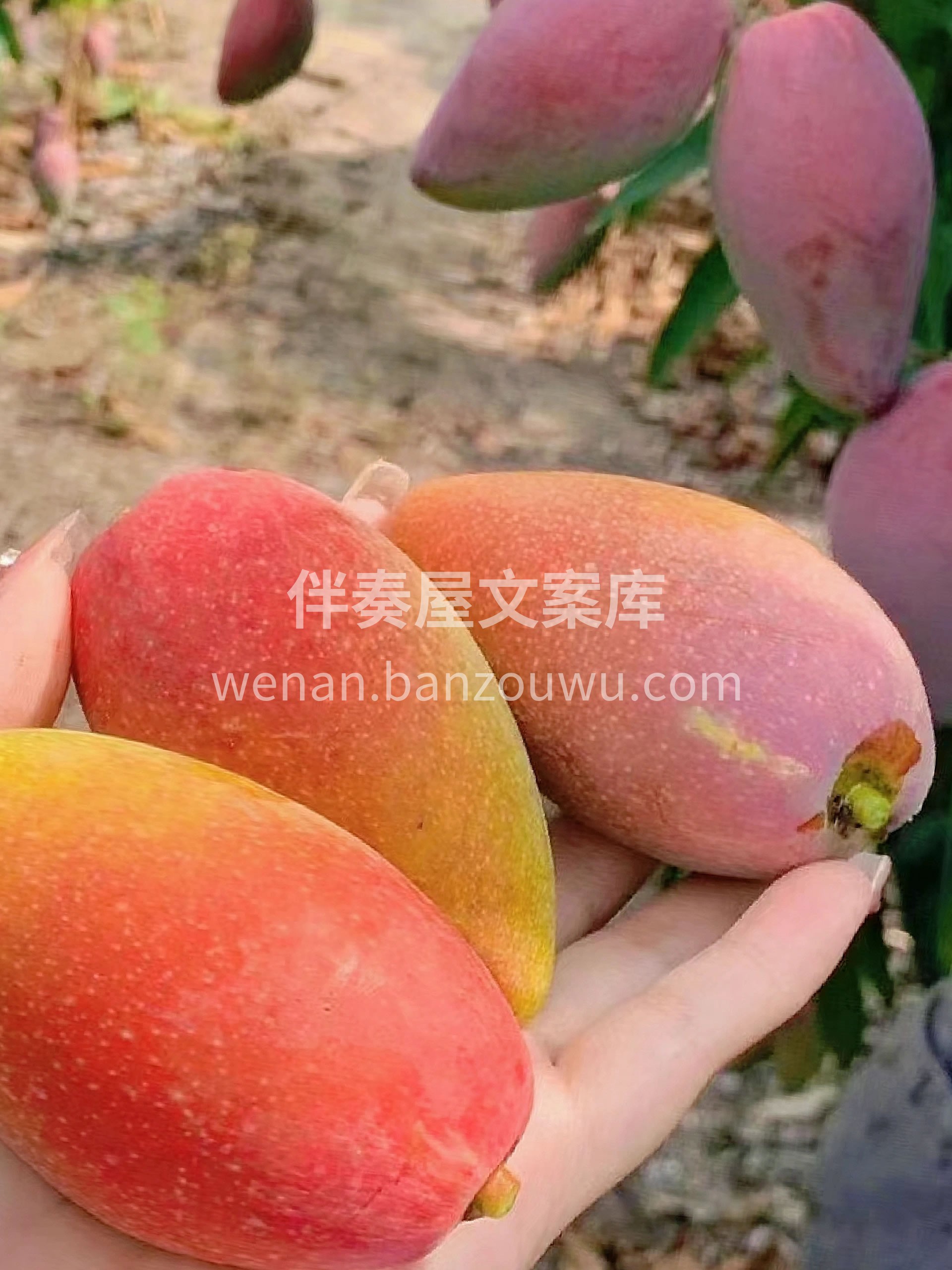 贵妃芒长得乖巧！颜值拉满🎉青红相接、黄绿 配图2