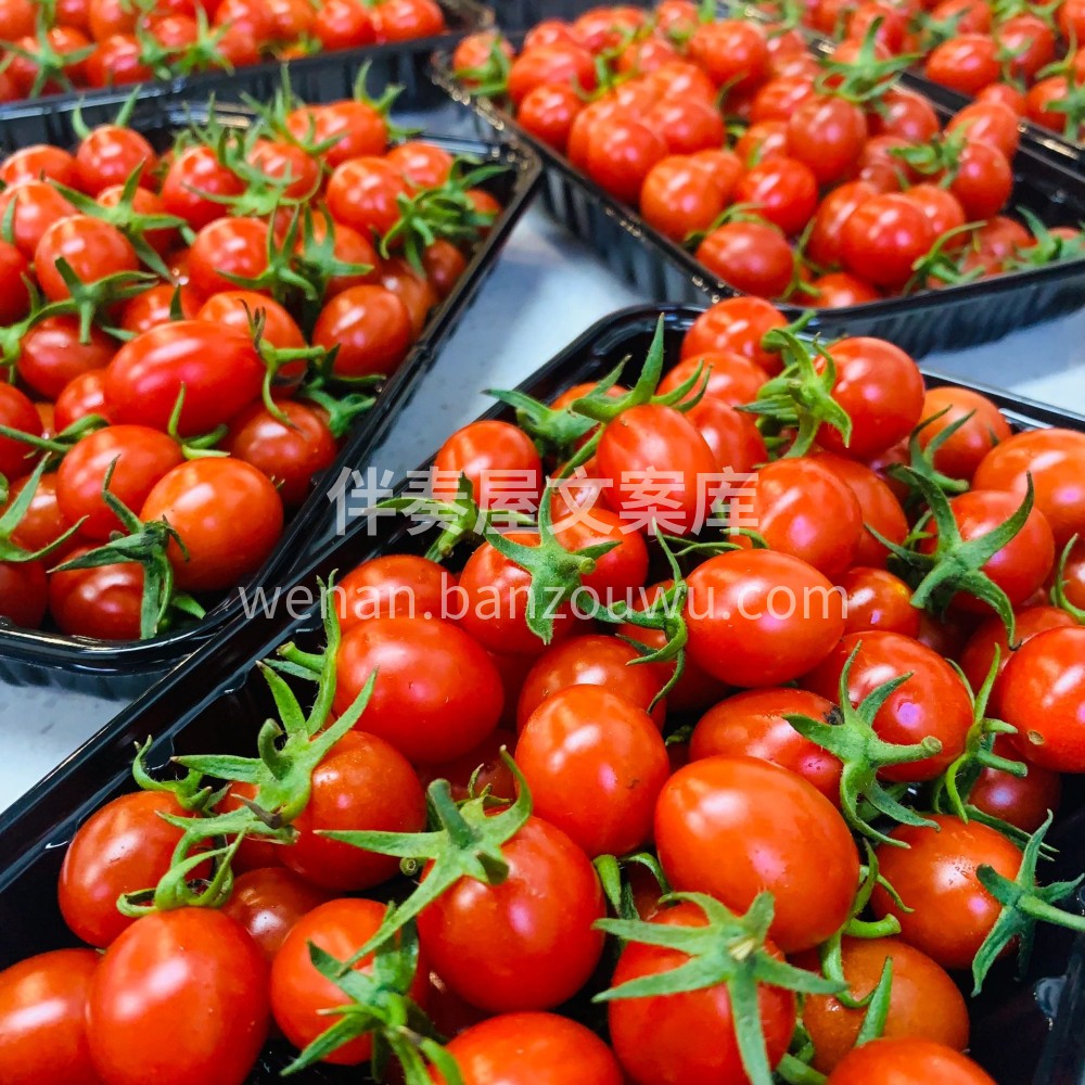 💚爆浆小甜心🌸，最爱浓浓的番茄味🍅圣女果 配图1