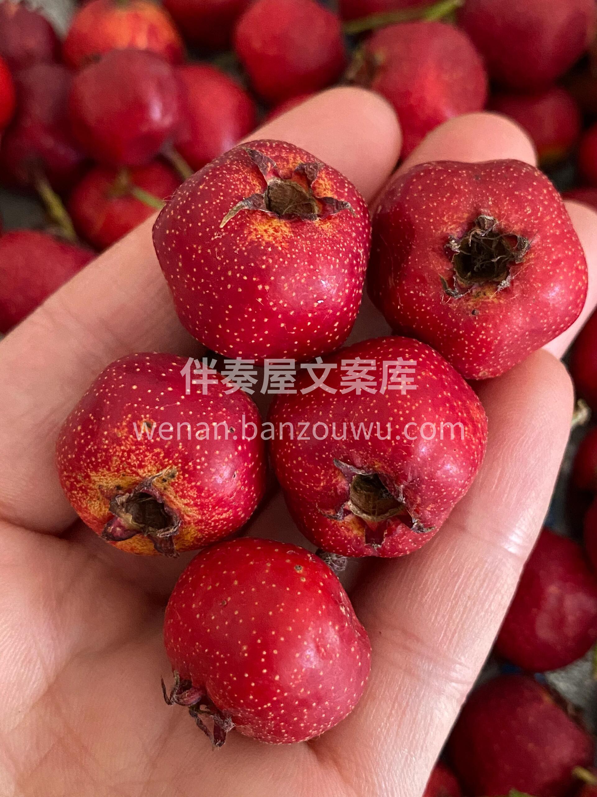 🍂秋冬是吃山楂的季节，酸酸甜甜好吃又美味 配图3