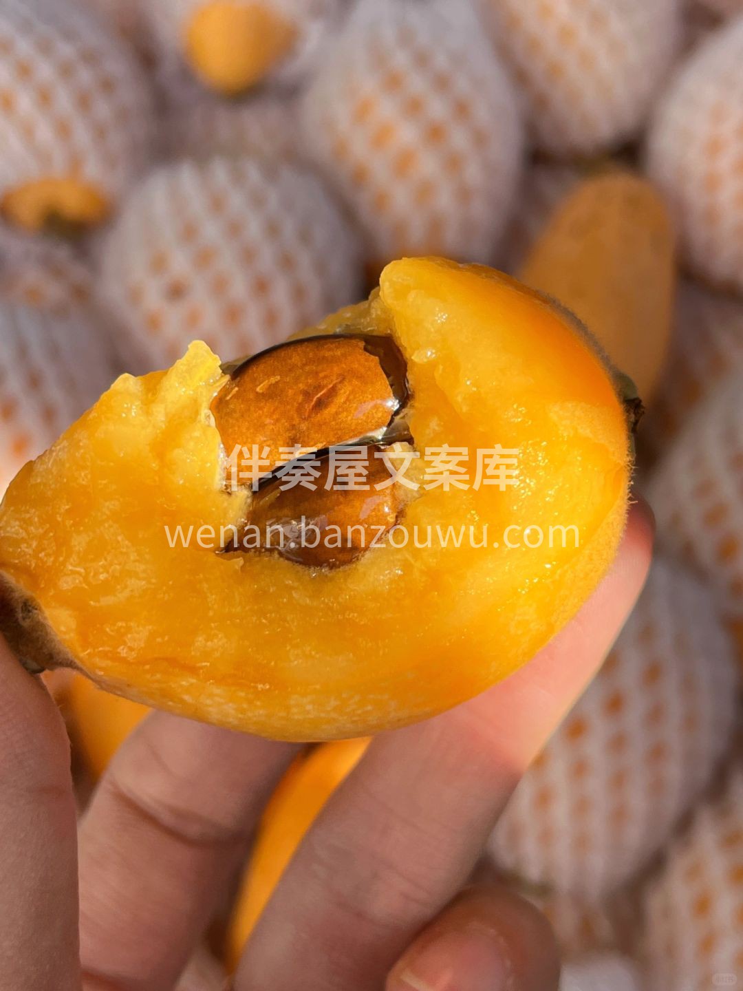 沐浴北纬26°的暖阳🌤️，晒了足足300 配图1