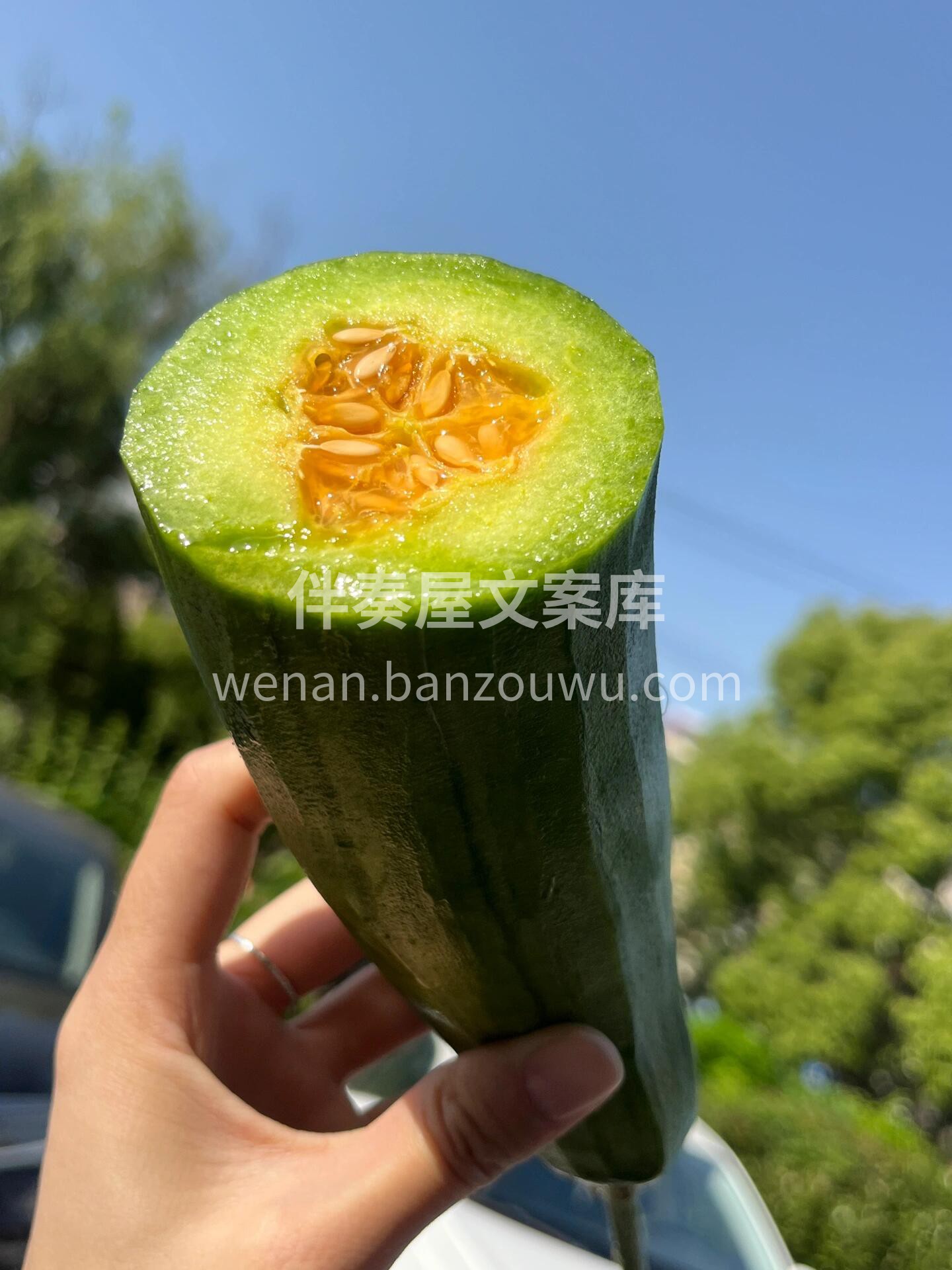🌿羊角蜜瓜继续补货到‼️ 一根藤上留一个 配图1