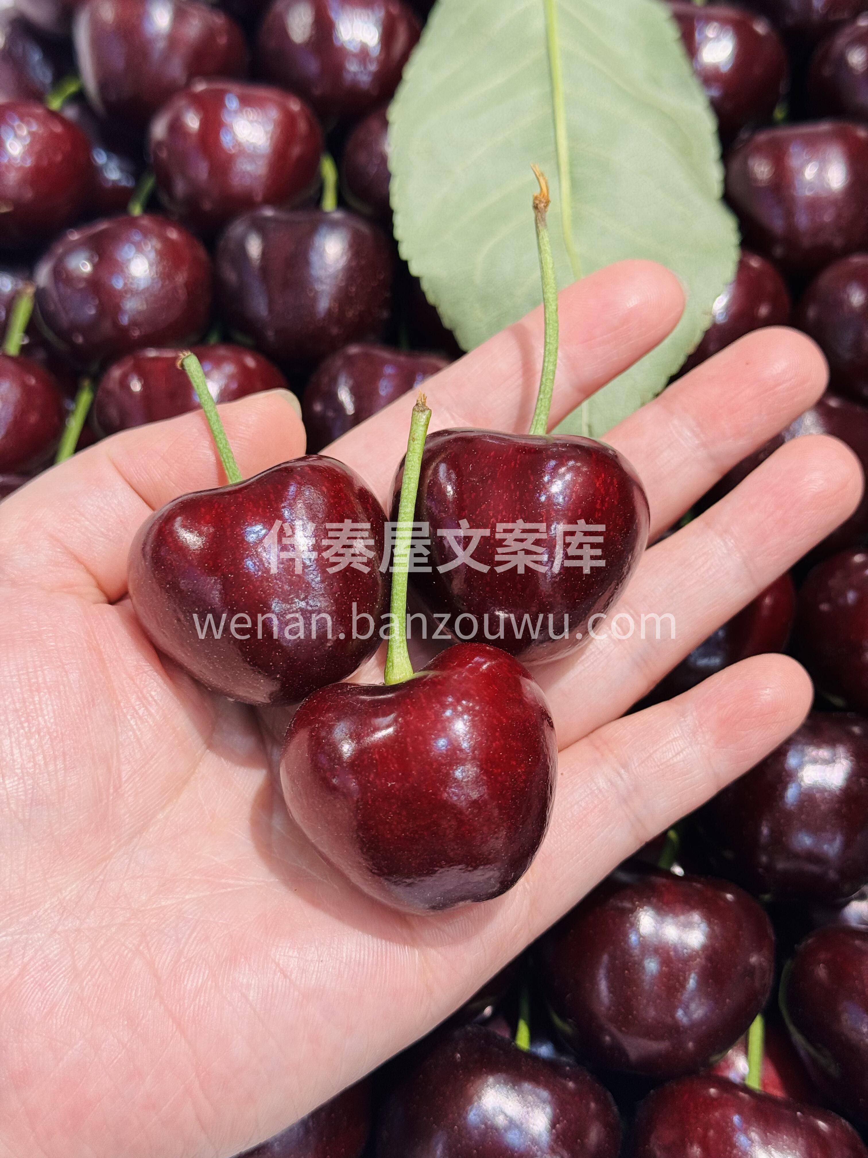 🌈你是我的“维E”～ 美早大樱桃🍒大大的 配图1