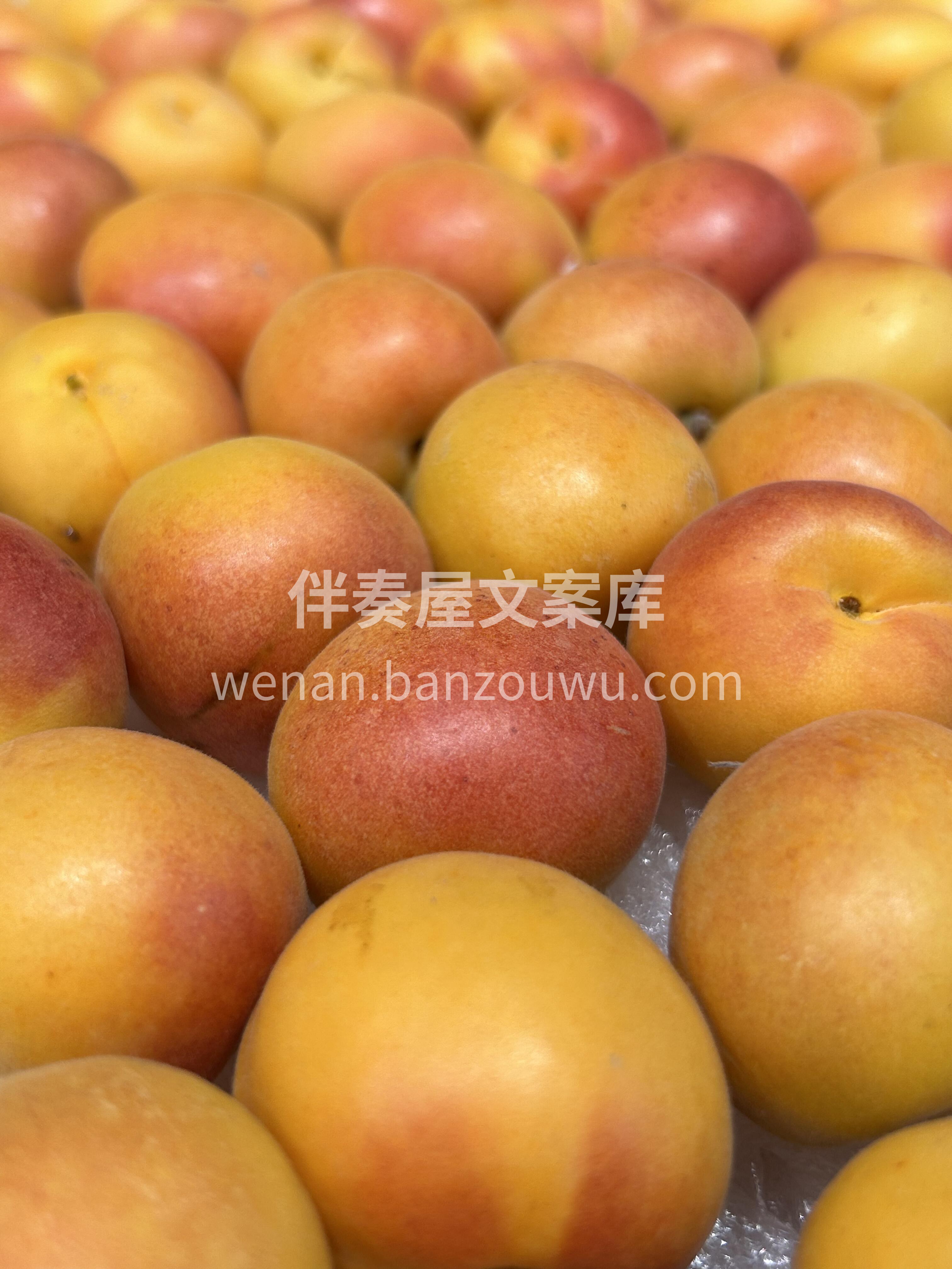 吊干杏，又称“🌳树上干杏” 由于它熟后不 配图1