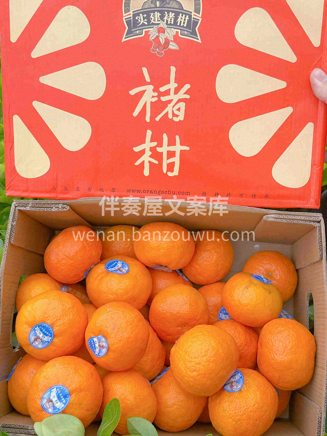 👉它像橙子一样肉质饱满，又像橘子一样清爽 配图3