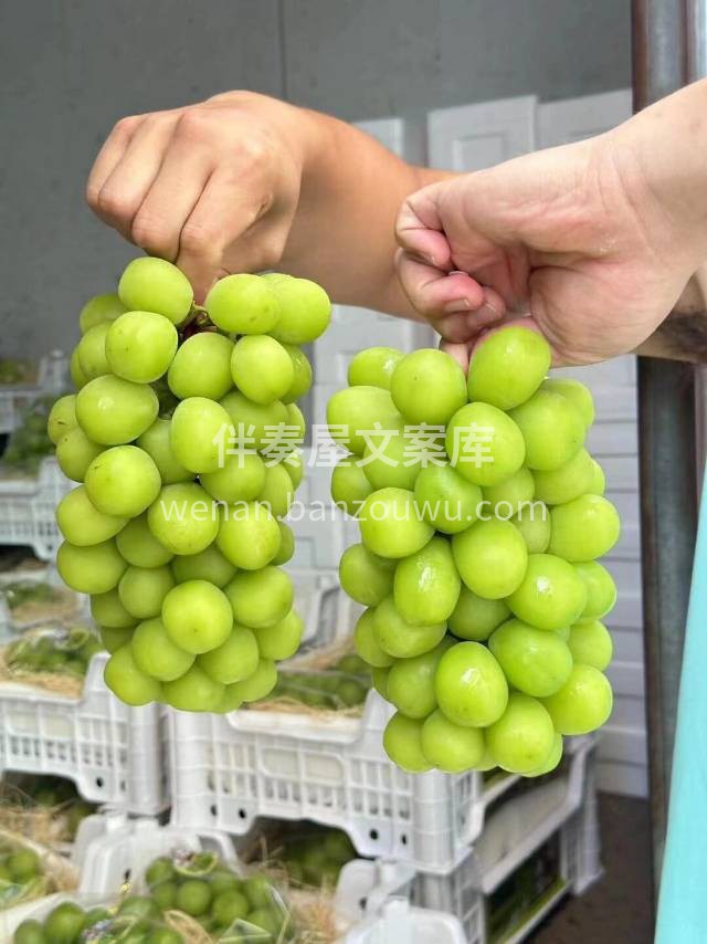 作为一个资深葡萄终结者，如果你要问掌柜哪 配图3