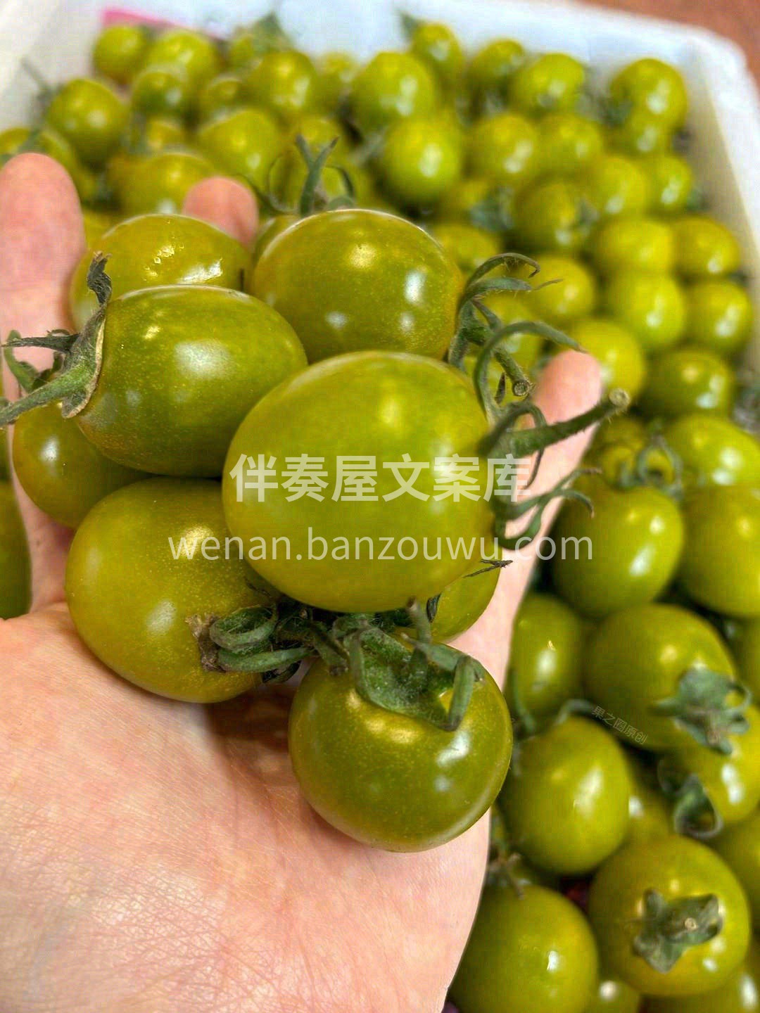 🙋不仅皮薄，它还有更高、更完熟的甜度👍  配图2