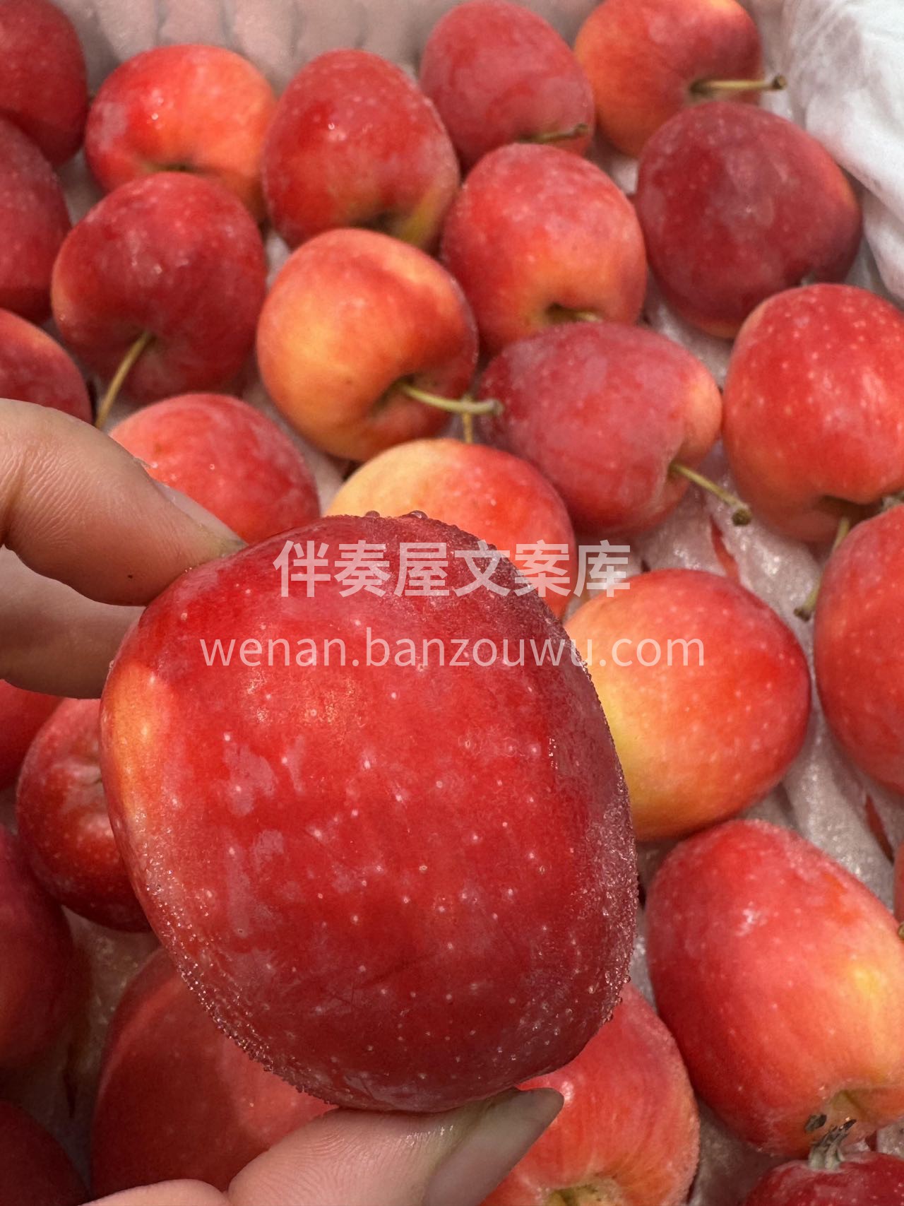 🌿海棠果真正的酸甜可口，YYDS超级喜欢 配图2