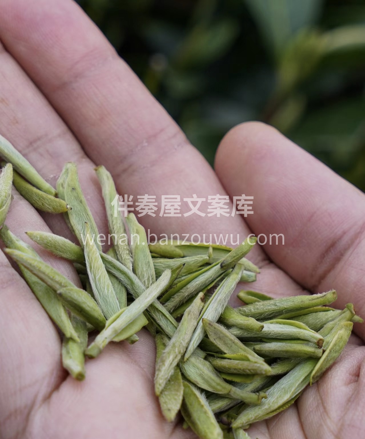 轻抿一口，滋味鲜爽，回甘悠长。那感觉，如 配图3