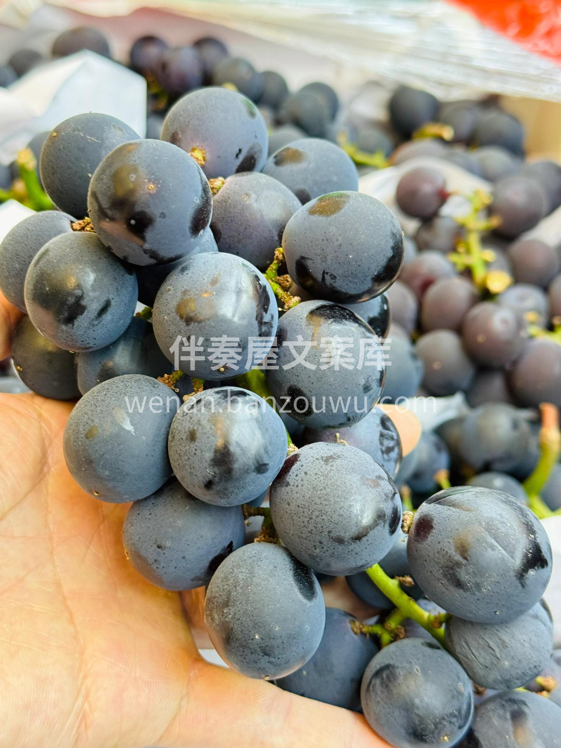 巨峰葡萄🍇好吃惨了😍 吃了这么多次葡萄🍇 配图3