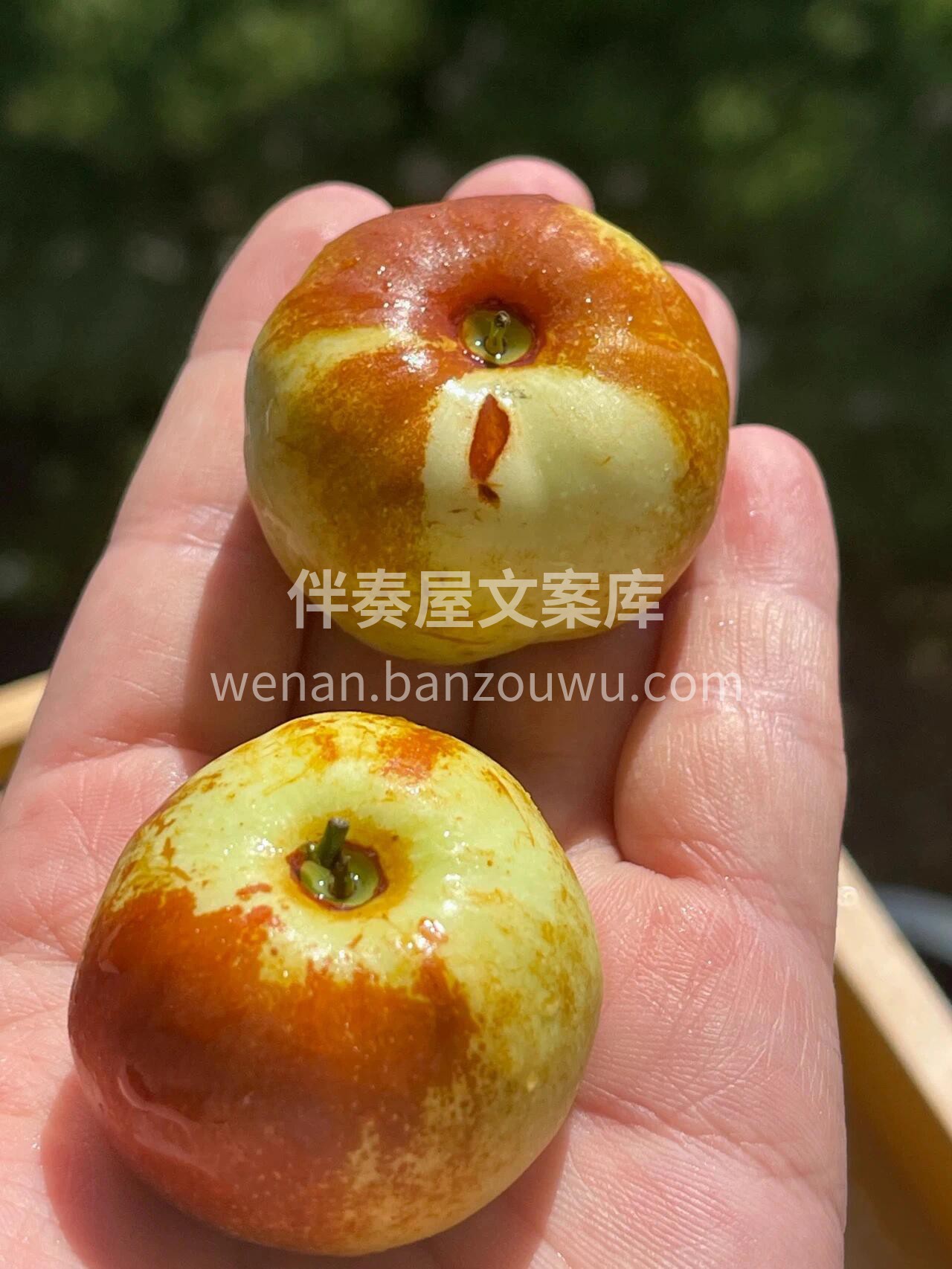 云南蟠枣替大家尝过了，口感真的很不错👍  配图2