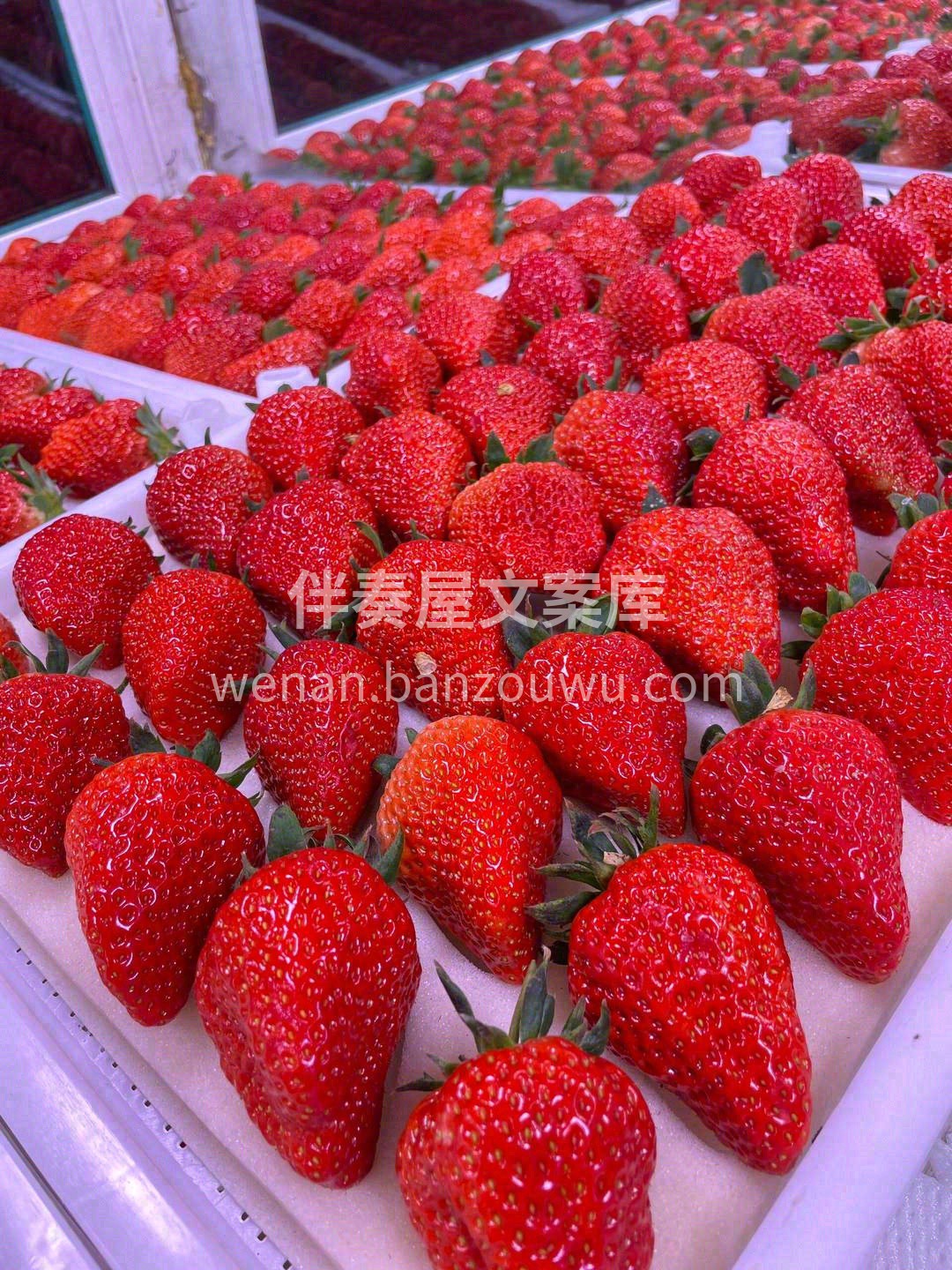 🍓 今日份的糖分超标预警！这满屏的红通通 配图3