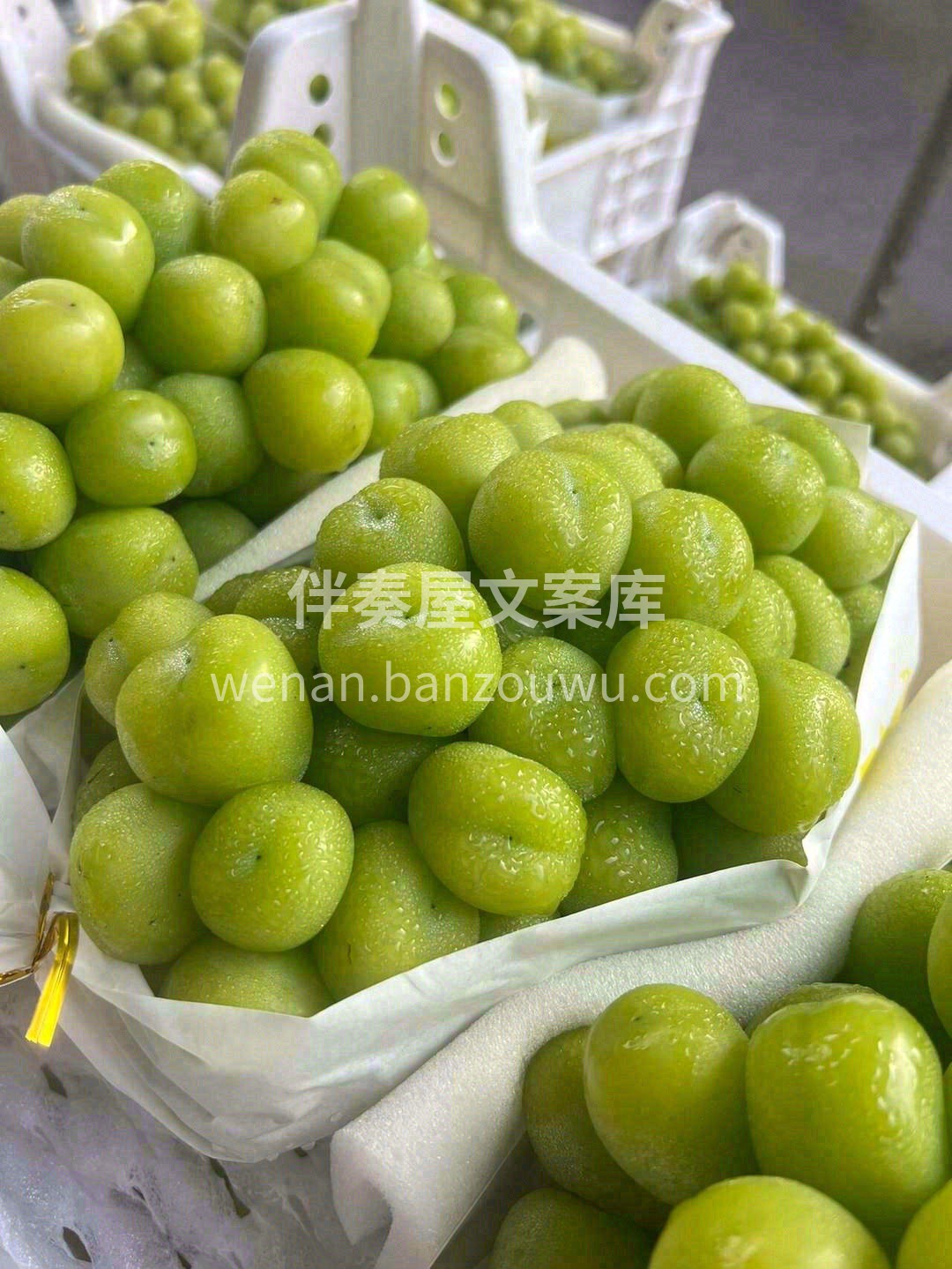 在这乍暖还寒的天气里寻一串完美的提子！  配图3