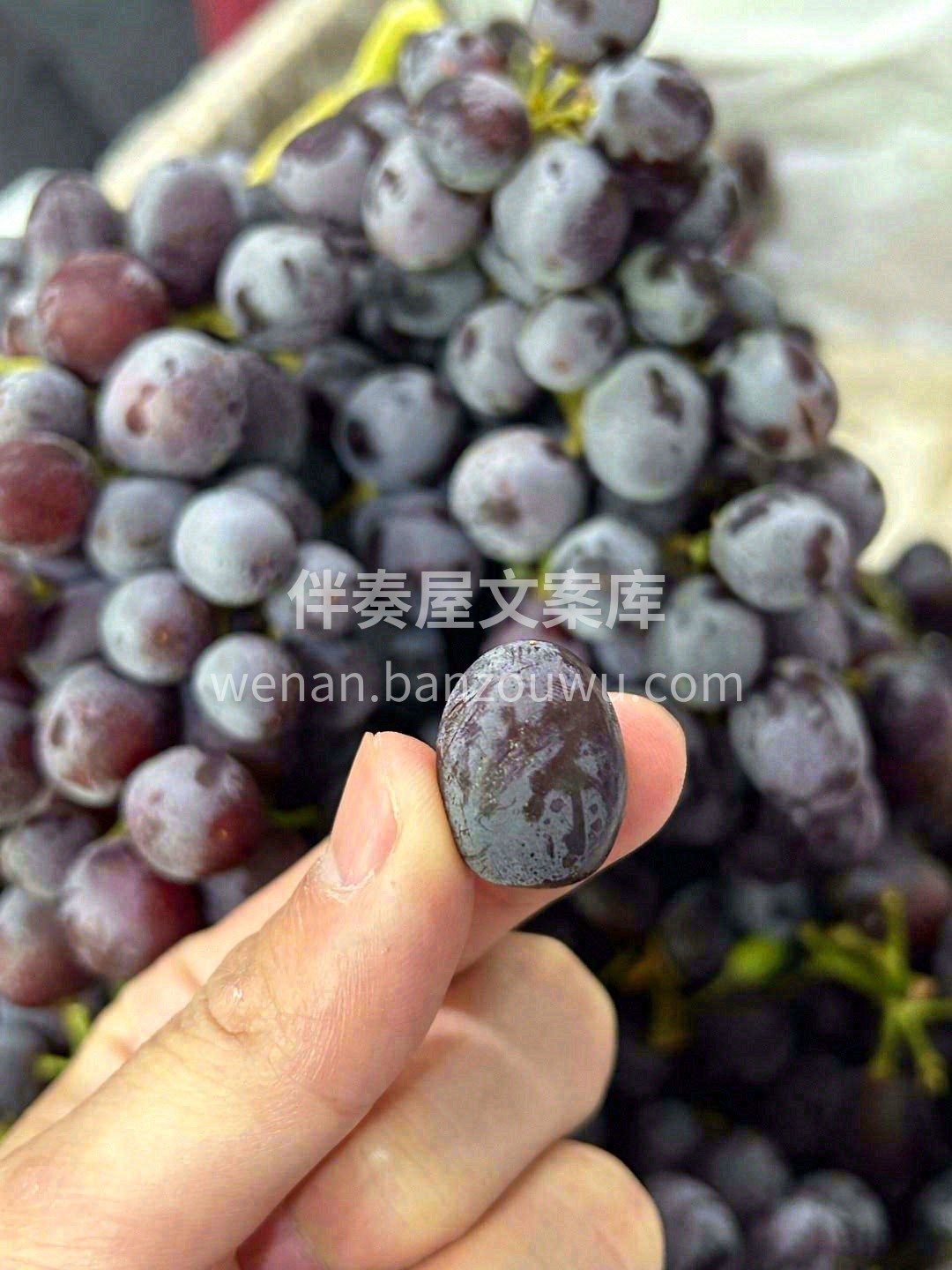 懒星人实现吃葡萄不吐葡萄皮的愿望🥰！ 加 配图1