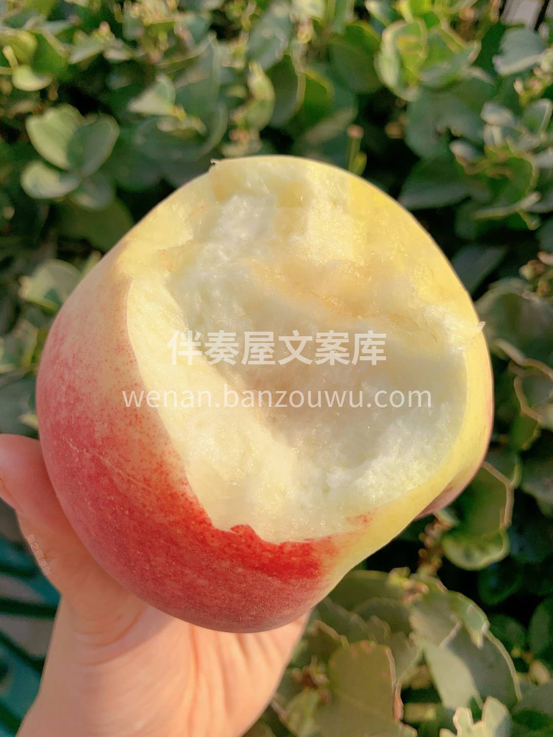 🍑金秋红蜜圆润丰满，粉嫩的果皮里透出一抹 配图2