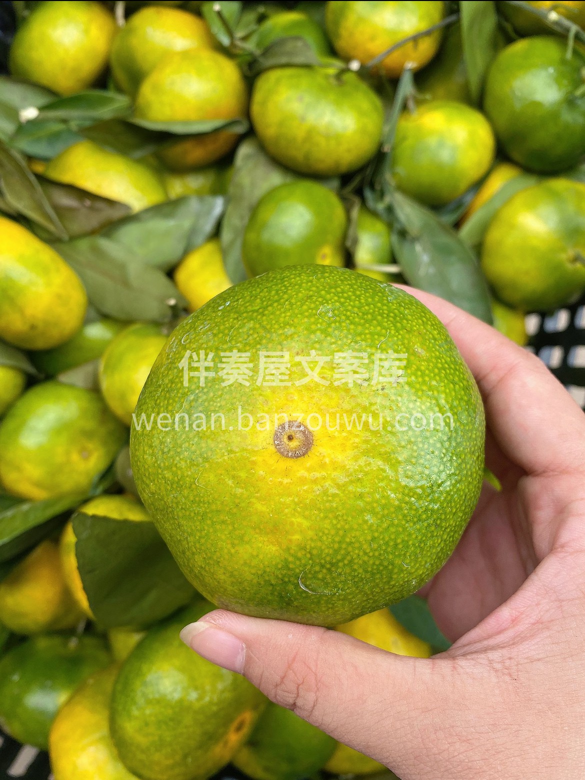 🍊优选蜜橘‼️鲜甜不等待✨ 颗颗饱满果肉 配图2