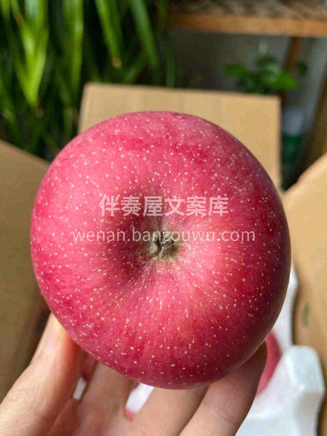 🍎红色的果面让人垂涎万分，未见其肉，先闻 配图1
