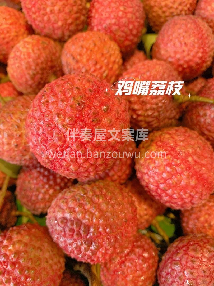 一颗颗红彤彤的鸡嘴荔压着枝头，💐一簇簇的 配图3