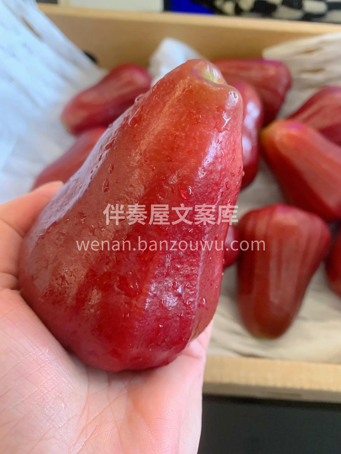 🌸 莲雾！🌸 粉红透亮像小铃铛🔔颜值在线 配图3