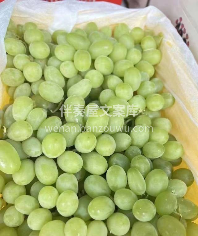 新疆无核白葡萄 🍇 🍇每一颗都青翠欲滴， 配图1