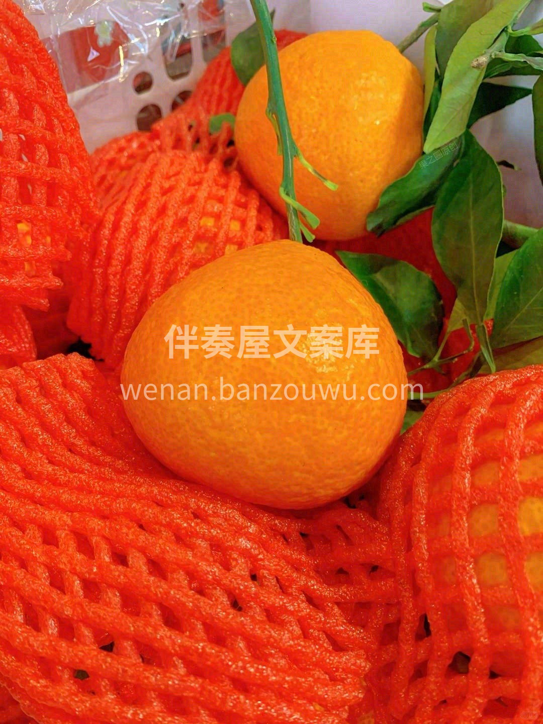 🍊爱媛橙清甜爆汁 果皮薄易剥，吃着不费劲 配图1