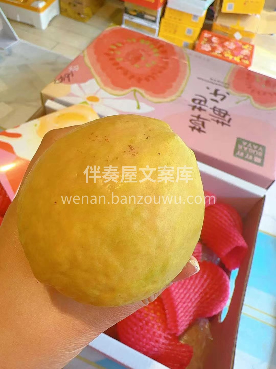 🌈草莓红芯芭乐 那真叫一个满屋飘香呀❣️ 配图1