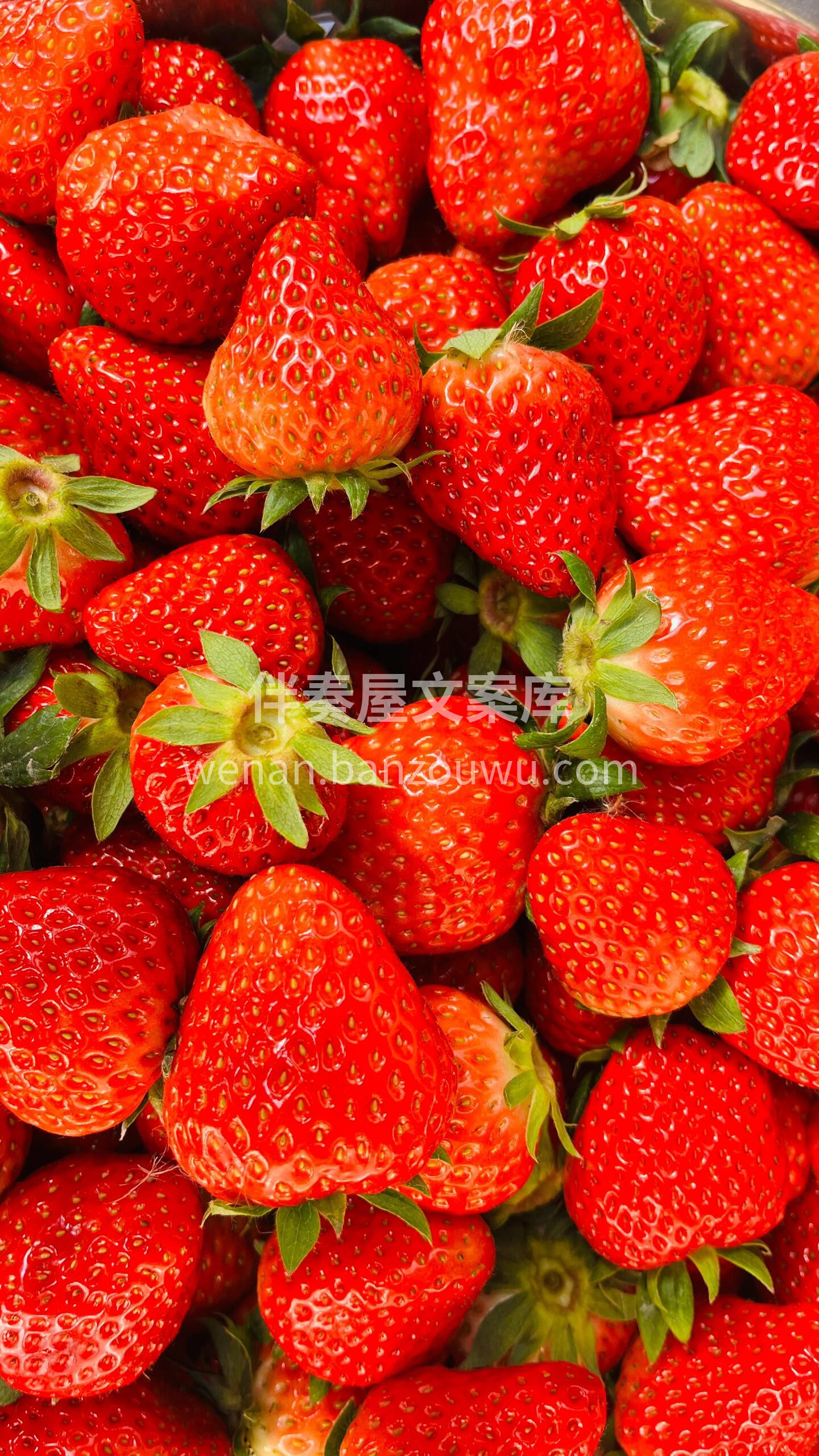 一颗颗草莓🍓俏皮可爱、红润饱满，一口咬下 配图2
