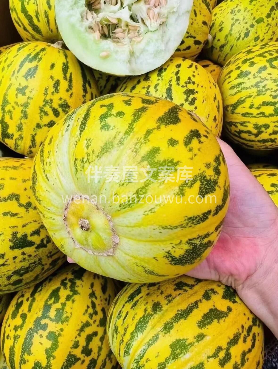 🍈八里香甜瓜😍上新🔥 “瓜如其名八里飘香